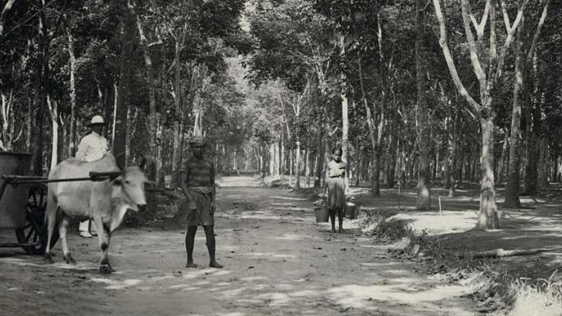 Kebun Karet 1968
