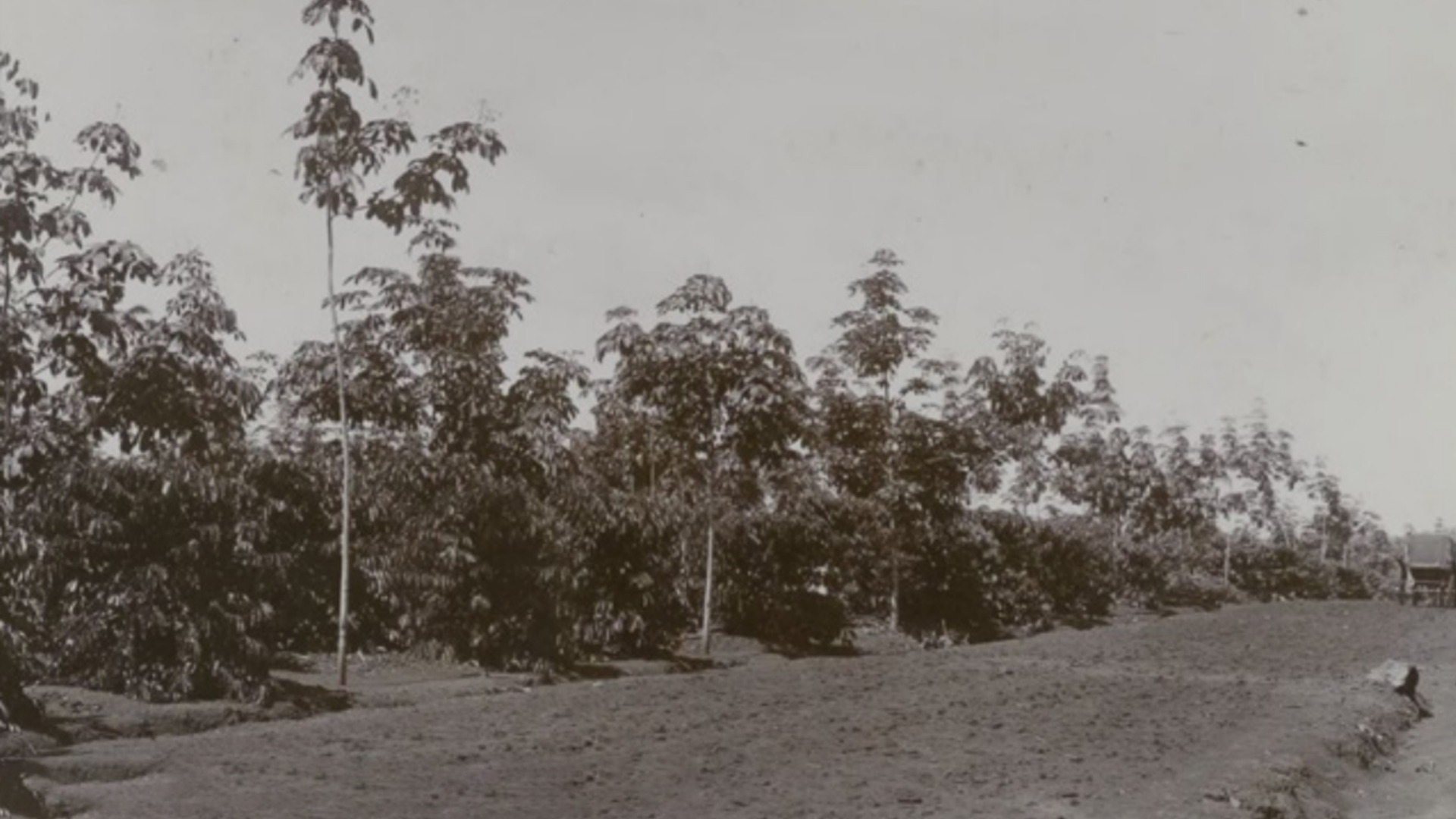 Kebun Karet 1981